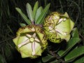 Pachycarpus grandiflorus