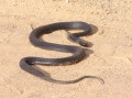 Mole snake