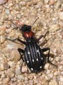 Ten-spotted Ground Beetle