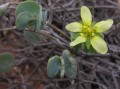 Zygophyllum cordifolium