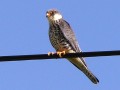 Falco amurensis
