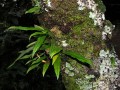 Pleopeltis macrocarpa