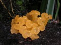 Jellylike mushroom