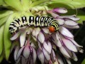 Caterpillar on Eucomis bicolor