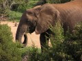 African elephant 1