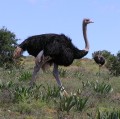 Ostrich 4