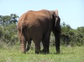 Six-legged elephant