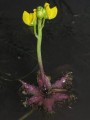 Utricularia stellaris