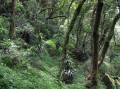 Mistbelt forest