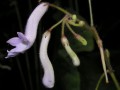 Streptocarpus grandis 2