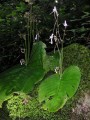 Streptocarpus grandis