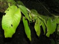 Streptocarpus leaves
