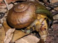 Carnivorous snail