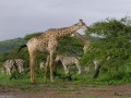 Giraffes and zebras