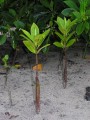 Black Mangrove seedlings