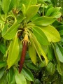Black Mangrove-seed