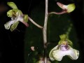 Oeceoclades lonchophylla