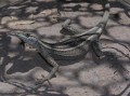 Augrabies flat lizard female