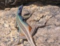 Augrabies flat lizard male