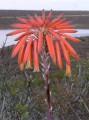 Aloe arenicola 2