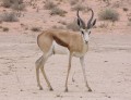 Springbok male
