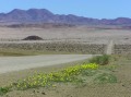 Flowering desert