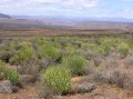 Karoo vegetation