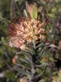 Leucorspermum calligerum