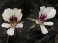 Pelargonium sp. 4