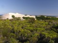 Coastal fynbos 2