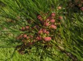 Brunia alopecuroides 2