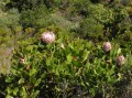 Protea cynaroides