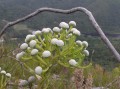 Brunia noduliflora