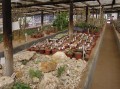 Succulent nursery 1