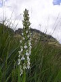 Brownlenia parviflora