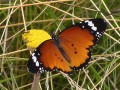 Danaus chryssipus