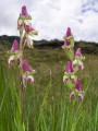 Disperis stenoplectron