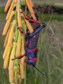 Foam Grasshopper