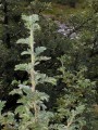 Leucosidea sericea