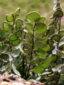 Pellaea calomelanos 2