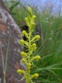 Satirium parviflorum