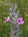 Sopubia cana