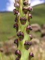 Corycium nigrescens