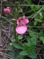 Diascia megathura