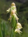 Disperis concinna