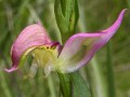 Disperis oxyglossa 2