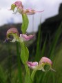 Disperis oxyglossa