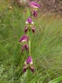 Disperis stenoplectron