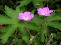 Geranium pulchrum