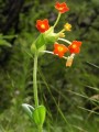 Glumicalyx goseloides